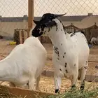 تيوس للبيع الغولا -عسفان