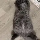 قطوه