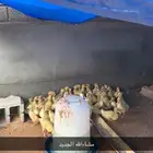 صوص بط بكين