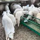 طليان حريه