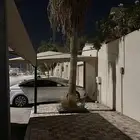 نخل   واشنطني للبيع مستعجل