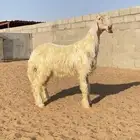 مشروع فحل عيسي صنف الصنف معرف