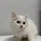 قطط صغيرة كتن