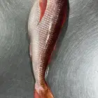 سمك