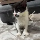 قط للتبني عمره شهر
