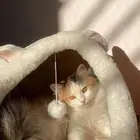 قطه شيرازي