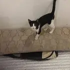 قطط بلدي للتبني