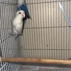 زوج روز منتج ( تم البيع ) الله يبارك للمشتري