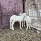 دواغير حري نظيفه تم البيع