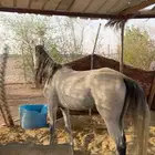 احصان شعبي العمر تقريبا 4 سنوات