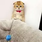 سكوتش بالرياض للبيع