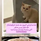قط مفقود في الجبيل
