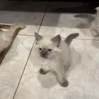 للبيع للبيع للبيع هملايا بيور عمرها شهرين بالضبط