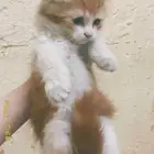 قطط التبني برياض