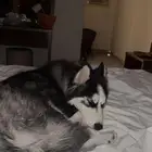للبيع كلب هاسكي