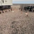 دجاج للبيع بلدي وفيومي العدد 34