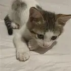 قط ذكر للتبني