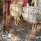 للبيع 4 ديوك روميه سليمه من الامراض