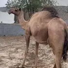 ناقه للبيع