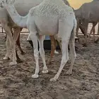 للبيع حاشي