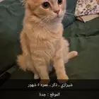 قطه شيرازي ذكر