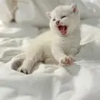 قطه سكوتش