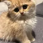 سكوتش قولد للبيع