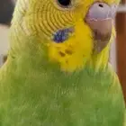parrot