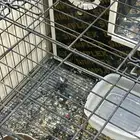 ببغاء كاسكو