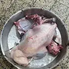 ذبايح نجد نعيمي حري سواكني مرابي تيوس مفاطيح وثلاجة