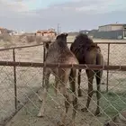 حشوان مبادي