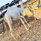 بكره ضروبه