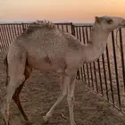 قعود للبيع