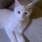 للتبني قط ذكر عمره سنه