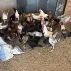 دجاج