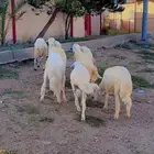 خرفان
