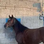 فرس شعبيه