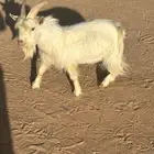 فحل ماعز قزم للبيع