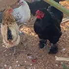 بيض هجين براهما - صوص هجين - دجاج بياض هجين براهما