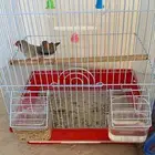 طيور الزيبرا مع العلف وا الشبك جوز