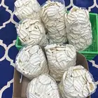 بقل ( اقط ) مضير