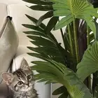 قط شيرازي للتبني
