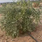 اشجار زيتون نيبالي مثمر ومعمر للبيع
