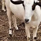 عناق ماشالله قنوه سلمه من جميع الأمراض سنه