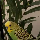 طيور الحب بادجي