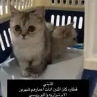 قطط للتبني بالكويت