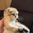 4 كيتن ذكور سكوتش فولدNy25