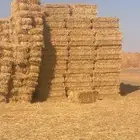 تبن قمح صافي جديد