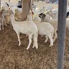 غنم ساكني وحري