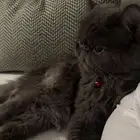 قط شيرازي بكي فيس